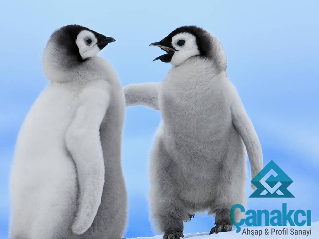 Hala kış gelmedi diye üzülmeyin.🥶 KIŞ İNDİRİMLERİ ÇANAKCI AHŞAP'ta 🤗🌲
indirim yetmez 100₺ üzeri üzeri KARGO BEDAVA! 🚚👏🏻
🌲
CanakciAhsap.com
🌲
Link Bio'da mevcuttur :)