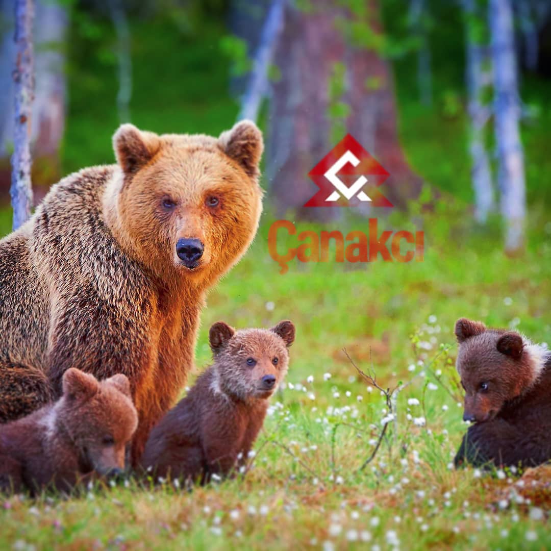 Doğayı sev, AYIYI ÖP! 😘🐻🌲
.
.
.
#doğa #ayı #ahşap #architecture #bear #design #doğallık #mimari #hayvanlaralemi
#çanakcıahşap