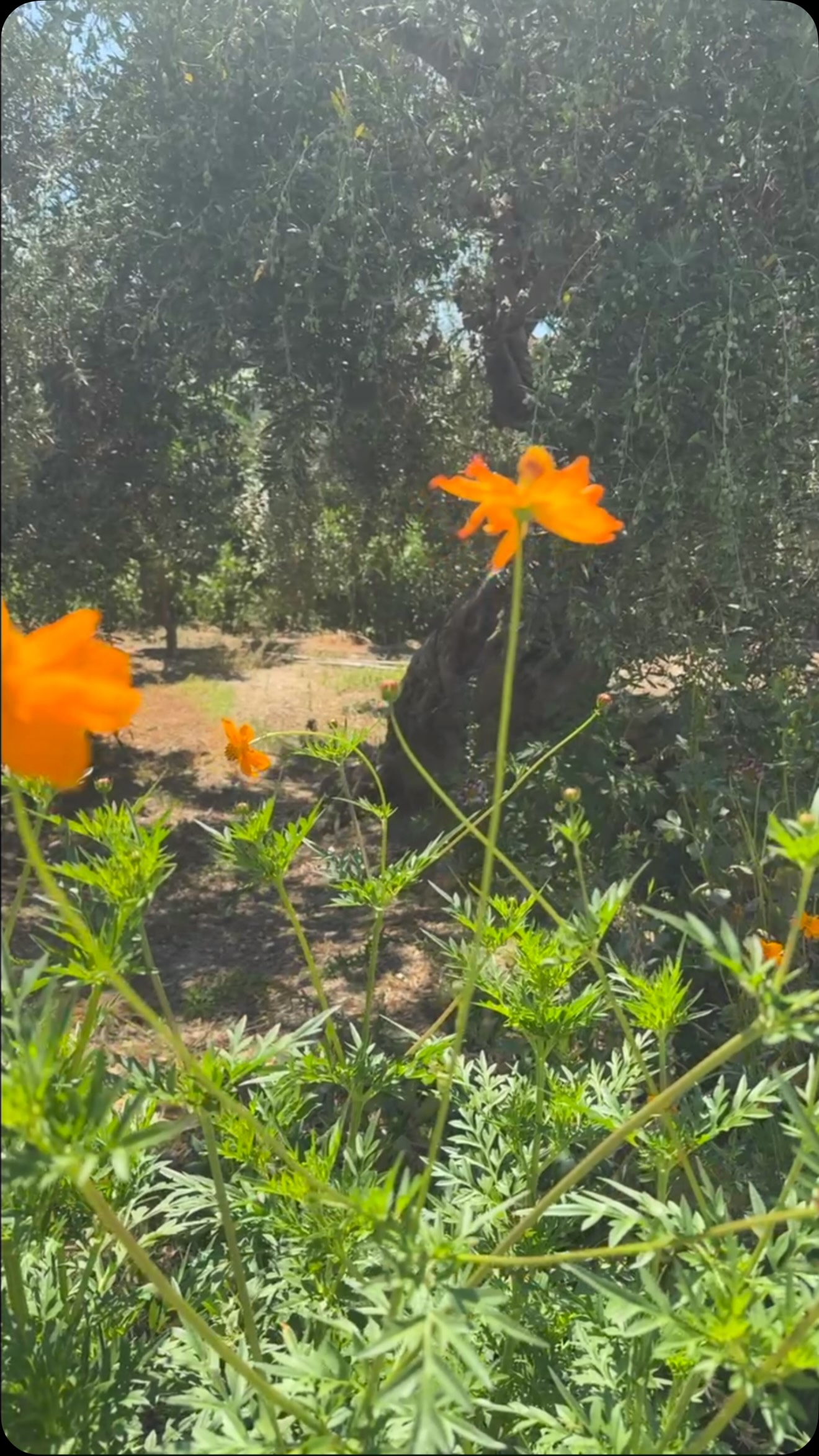 Δημοσίευση Instagram 5